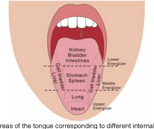 Figure 1 for Boundary Guidance Hierarchical Network for Real-Time Tongue Segmentation