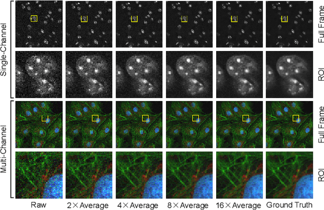 Figure 1 for A Poisson-Gaussian Denoising Dataset with Real Fluorescence Microscopy Images