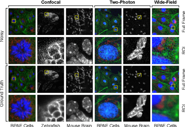 Figure 3 for A Poisson-Gaussian Denoising Dataset with Real Fluorescence Microscopy Images