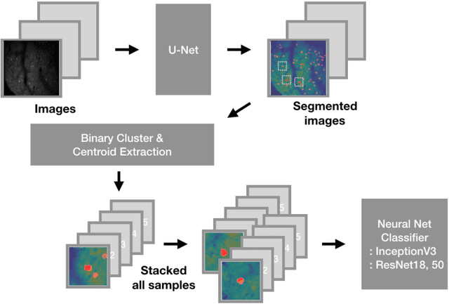 Figure 3 for Automated identification of neural cells in the multi-photon images using deep-neural networks