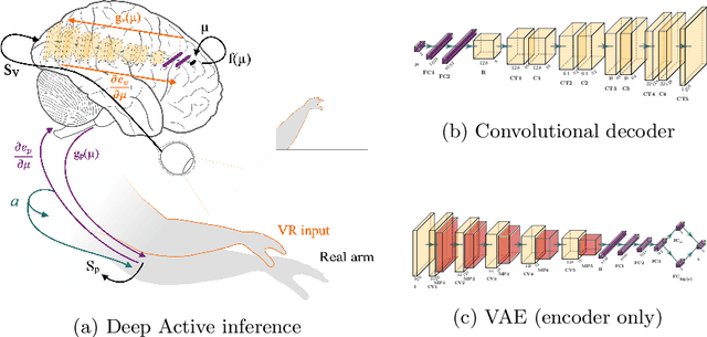 Figure 1 for A deep active inference model of the rubber-hand illusion