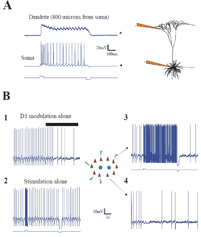 Figure 1 for Dopamine modulation of prefrontal delay activity-reverberatory activity and sharpness of tuning curves