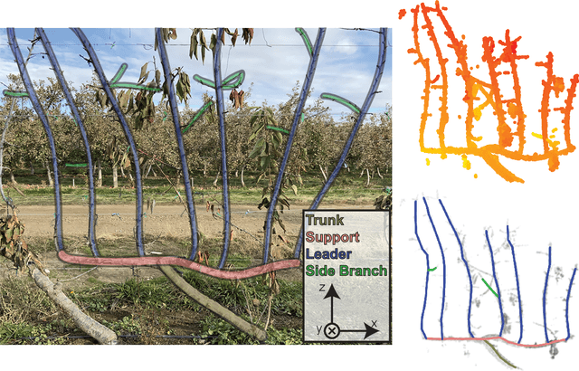 Figure 1 for Semantics-guided Skeletonization of Sweet Cherry Trees for Robotic Pruning