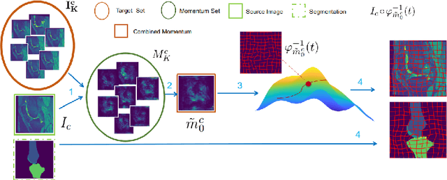 Figure 2 for Anatomical Data Augmentation via Fluid-based Image Registration