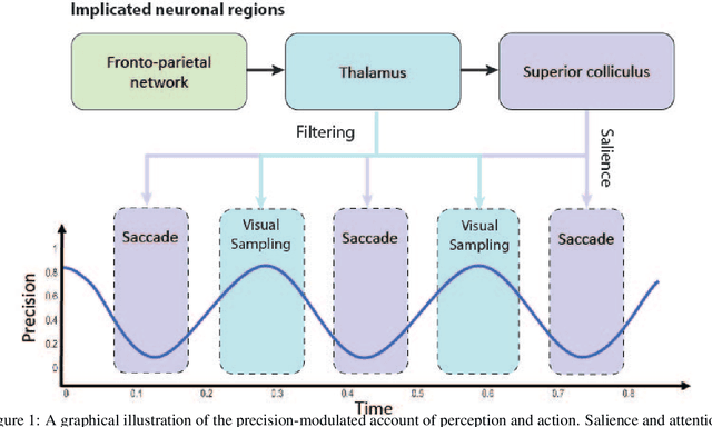 Figure 1 for Reclaiming saliency: rhythmic precision-modulated action and perception