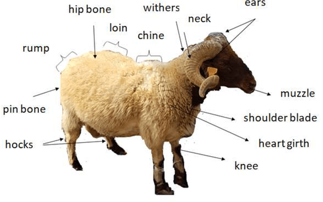 Figure 4 for Sheep identity recognition, age and weight estimation datasets