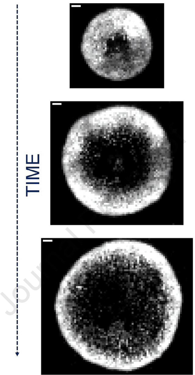 Figure 1 for Pixel precise unsupervised detection of viral particle proliferation in cellular imaging data
