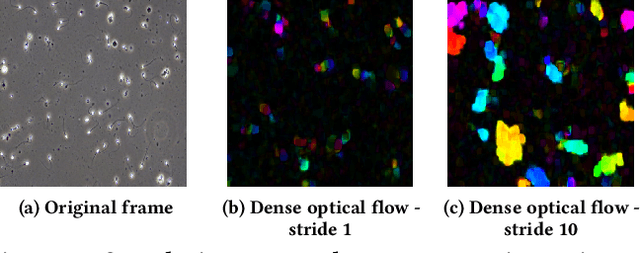 Figure 1 for Stacked dense optical flows and dropout layers to predict sperm motility and morphology