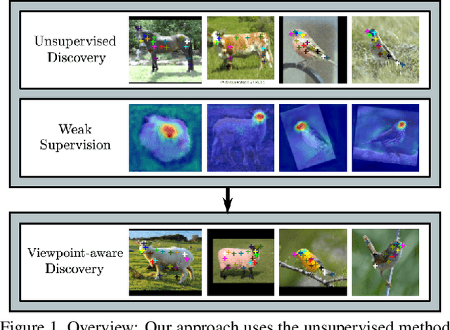 Figure 1 for Weakly Supervised Keypoint Discovery