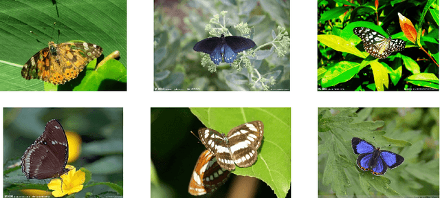 Figure 1 for Butterfly detection and classification based on integrated YOLO algorithm