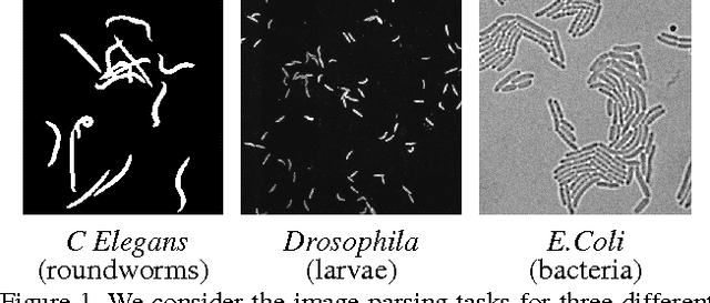 Figure 1 for Parsing Images of Overlapping Organisms with Deep Singling-Out Networks