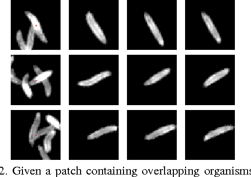Figure 3 for Parsing Images of Overlapping Organisms with Deep Singling-Out Networks