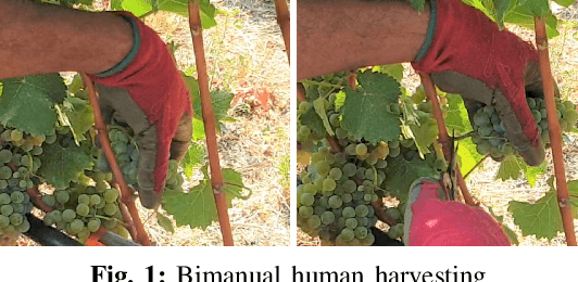 Figure 1 for Bimanual crop manipulation for human-inspired robotic harvesting