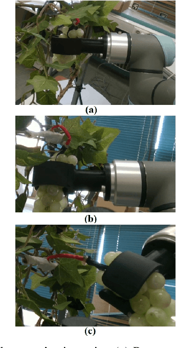 Figure 2 for Bimanual crop manipulation for human-inspired robotic harvesting