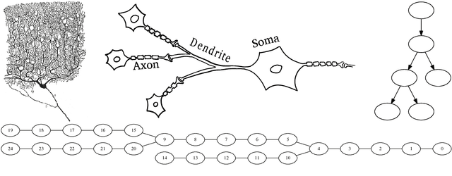 Figure 1 for Efficient Tree Solver for Hines Matrices on the GPU