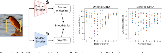 Figure 2 for Contrastive Learning Rivals Masked Image Modeling in Fine-tuning via Feature Distillation