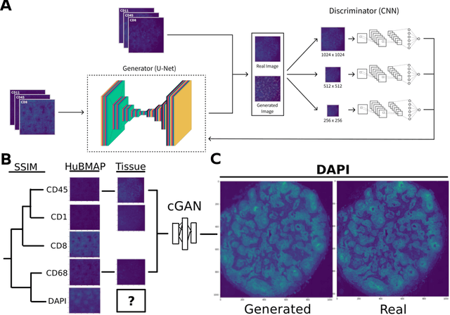 Figure 1 for A SSIM Guided cGAN Architecture For Clinically Driven Generative Image Synthesis of Multiplexed Spatial Proteomics Channels