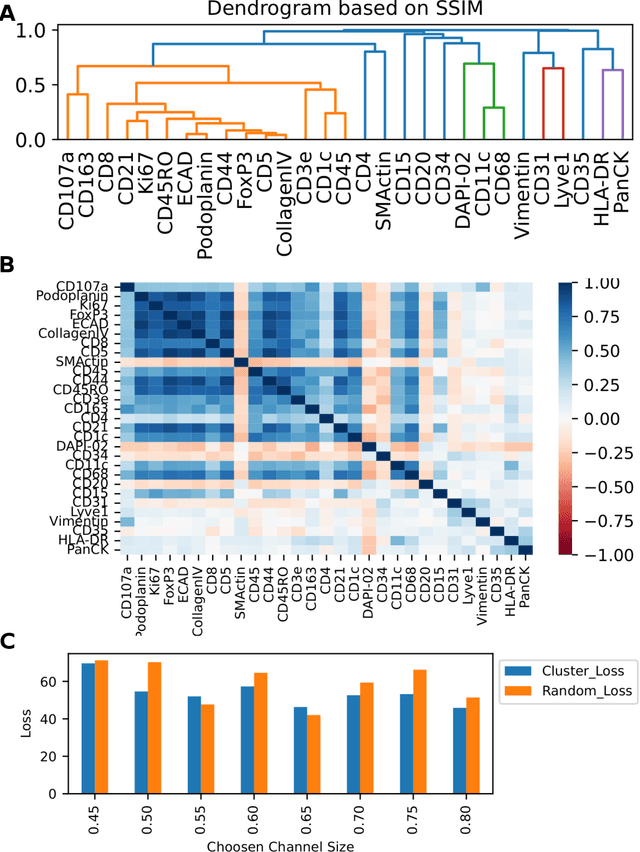 Figure 4 for A SSIM Guided cGAN Architecture For Clinically Driven Generative Image Synthesis of Multiplexed Spatial Proteomics Channels