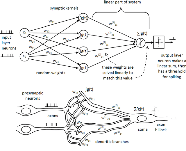 Figure 3 for Synthesis of neural networks for spatio-temporal spike pattern recognition and processing