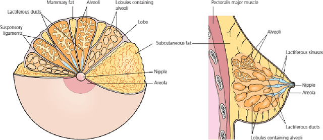 Figure 1 for Breast Cancer Classification using Deep Learned Features Boosted with Handcrafted Features