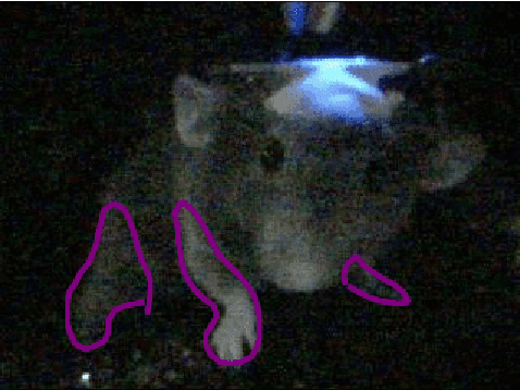Figure 1 for Locomotion and gesture tracking in mice and small animals for neurosceince applications: A survey