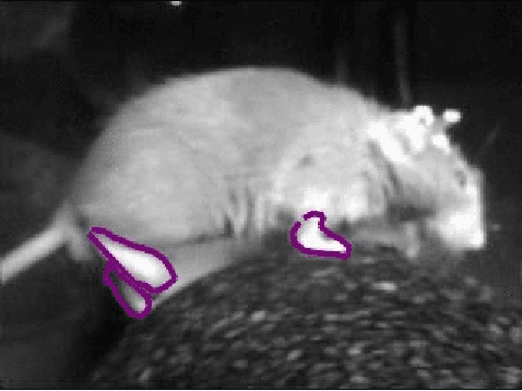 Figure 3 for Locomotion and gesture tracking in mice and small animals for neurosceince applications: A survey