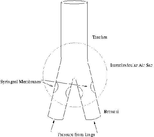 Figure 4 for A Novel Face-tracking Mouth Controller and its Application to Interacting with Bioacoustic Models