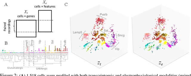 Figure 2 for A coupled autoencoder approach for multi-modal analysis of cell types