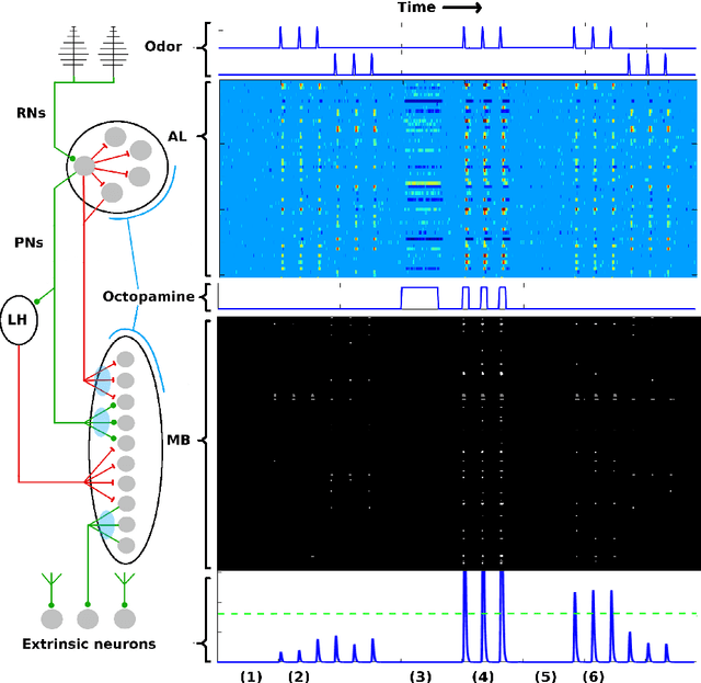Figure 1 for Biological Mechanisms for Learning: A Computational Model of Olfactory Learning in the Manduca sexta Moth, with Applications to Neural Nets