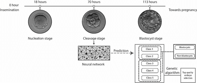 Figure 1 for Deep learning mediated single time-point image-based prediction of embryo developmental outcome at the cleavage stage