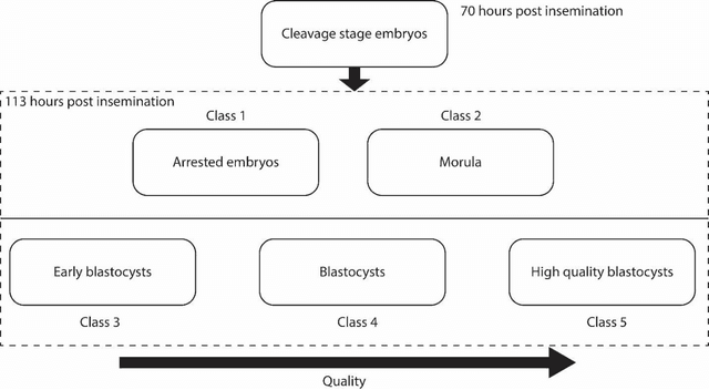 Figure 3 for Deep learning mediated single time-point image-based prediction of embryo developmental outcome at the cleavage stage