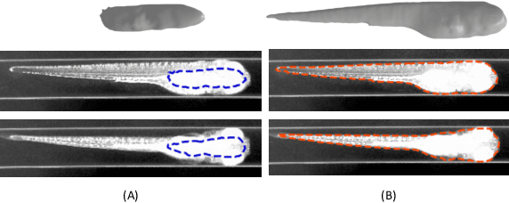 Figure 3 for Probabilistic Inference for Camera Calibration in Light Microscopy under Circular Motion