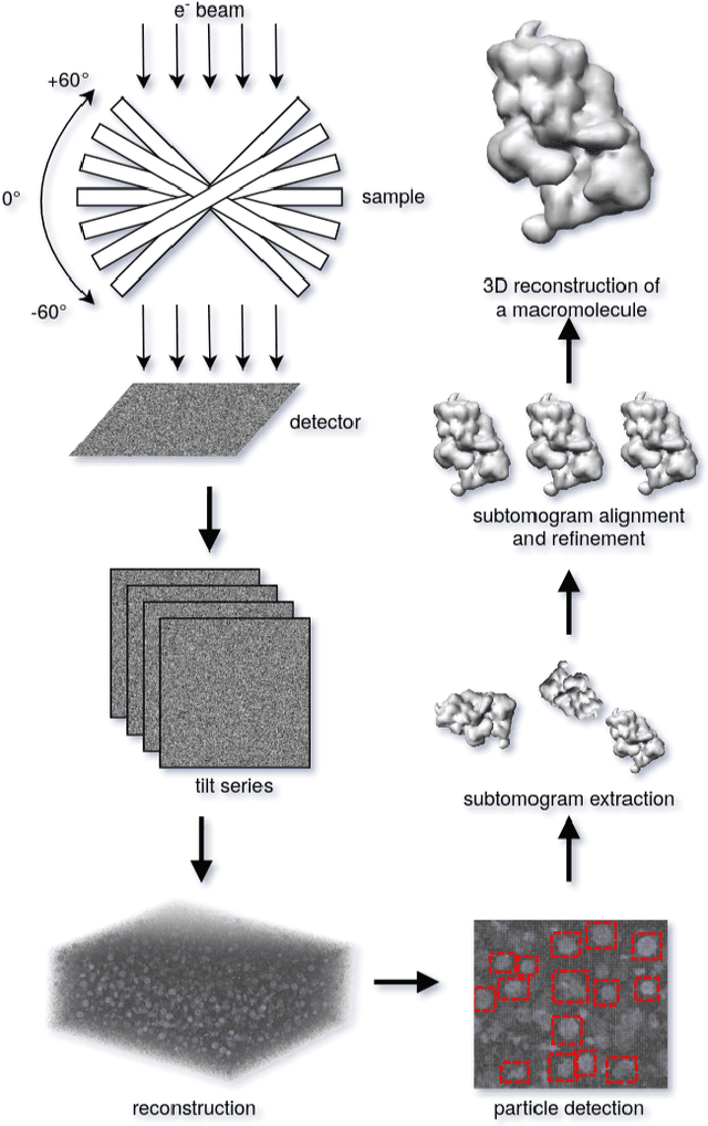 Figure 1 for SHREC 2021: Classification in cryo-electron tomograms