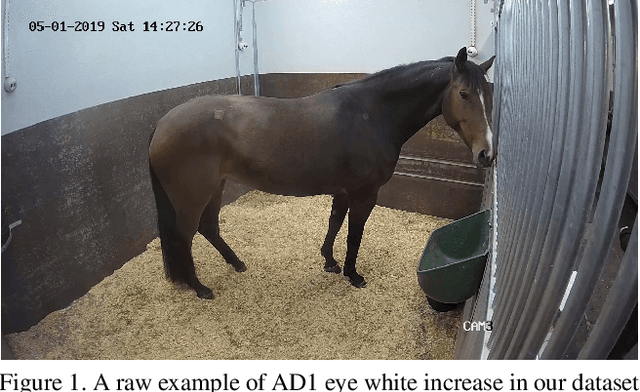 Figure 2 for Automated Detection of Equine Facial Action Units