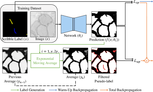 Figure 3 for Scribble2Label: Scribble-Supervised Cell Segmentation via Self-Generating Pseudo-Labels with Consistency