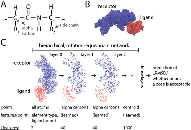 Figure 1 for Hierarchical, rotation-equivariant neural networks to predict the structure of protein complexes