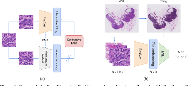 Figure 1 for Self-Supervision Closes the Gap Between Weak and Strong Supervision in Histology