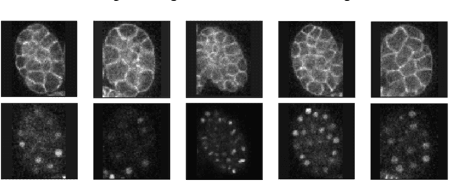 Figure 3 for Geometrically Matched Multi-source Microscopic Image Synthesis Using Bidirectional Adversarial Networks