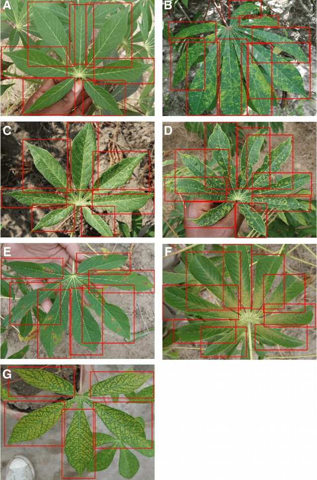 Figure 1 for Assessing a mobile-based deep learning model for plant disease surveillance