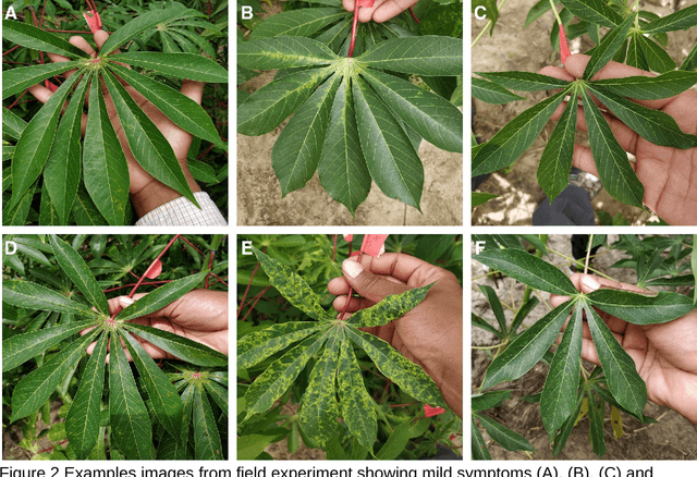 Figure 4 for Assessing a mobile-based deep learning model for plant disease surveillance