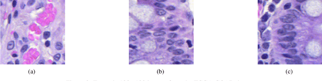 Figure 3 for Multi-Channel Auto-Encoders and a Novel Dataset for Learning Domain Invariant Representations of Histopathology Images