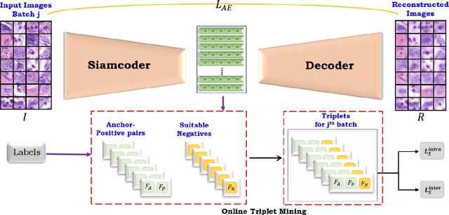 Figure 1 for Joint Triplet Autoencoder for Histopathological Colon Cancer Nuclei Retrieval
