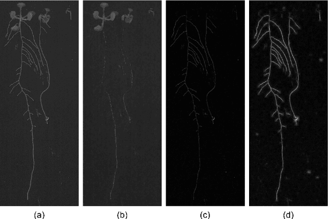 Figure 3 for Arabidopsis roots segmentation based on morphological operations and CRFs