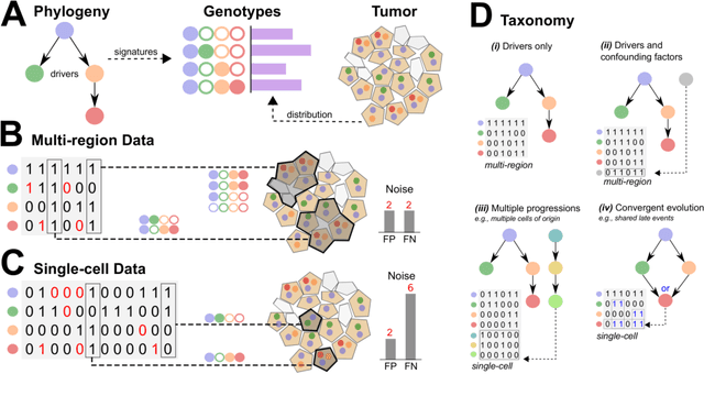 Figure 1 for Learning mutational graphs of individual tumor evolution from multi-sample sequencing data