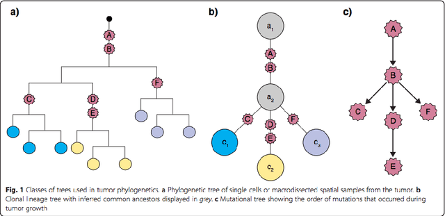Figure 2 for Learning mutational graphs of individual tumor evolution from multi-sample sequencing data