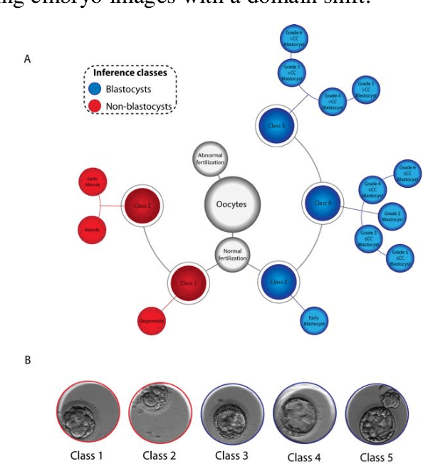 Figure 1 for Evaluation of deep convolutional neural networks in classifying human embryo images based on their morphological quality