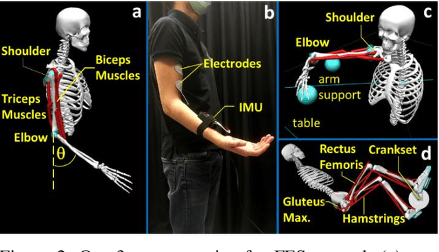 Figure 2 for Neuromuscular Reinforcement Learning to Actuate Human Limbs through FES