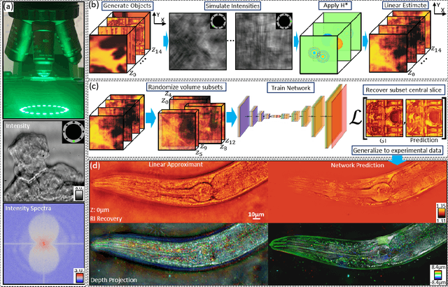 Figure 1 for Physical model simulator-trained neural network for computational 3D phase imaging of multiple-scattering samples