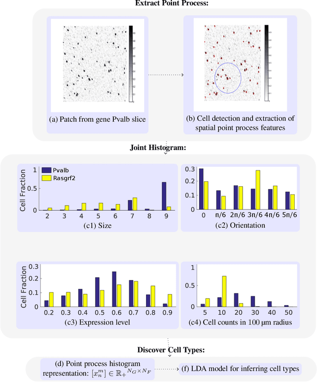Figure 1 for Discovering Neuronal Cell Types and Their Gene Expression Profiles Using a Spatial Point Process Mixture Model