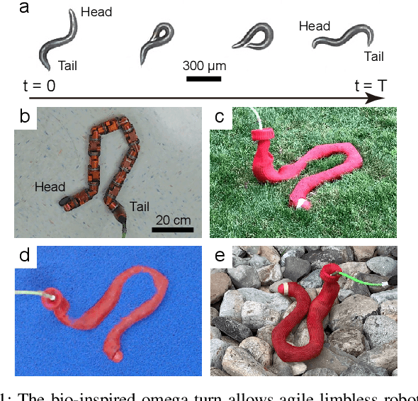 Figure 1 for Generalized Omega Turn Gait Enables Agile Limbless Robot Turning in Complex Environments